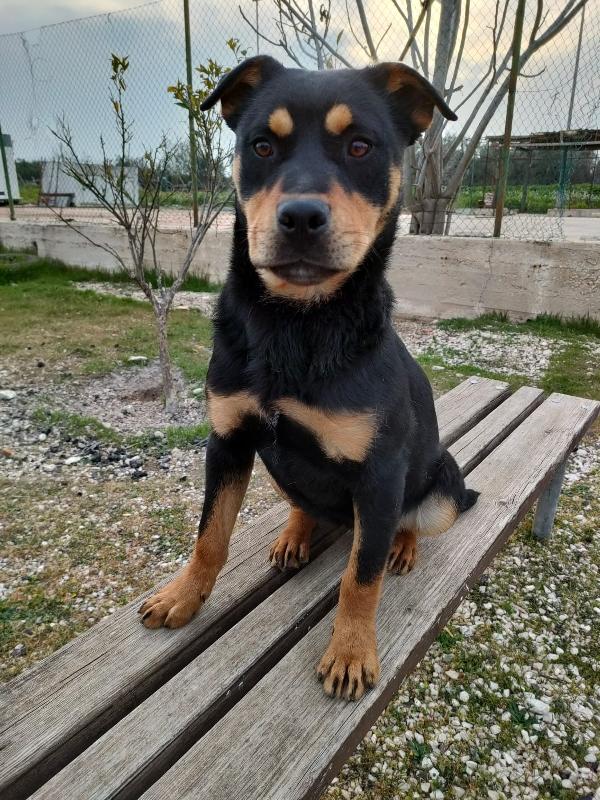 Saetta, Splendida Cucciola Simil Rottweiler 
